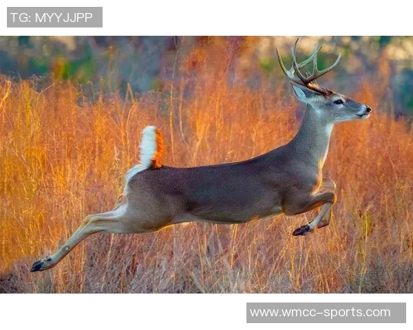 记者分析无字鹿获胜背后的深远意义彰显雄鹿实力不容忽视
